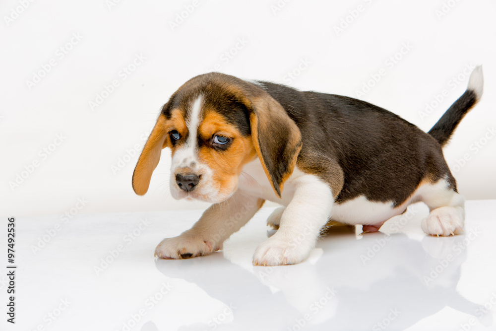 Beagle puppy on white background Beagle puppy on white background
