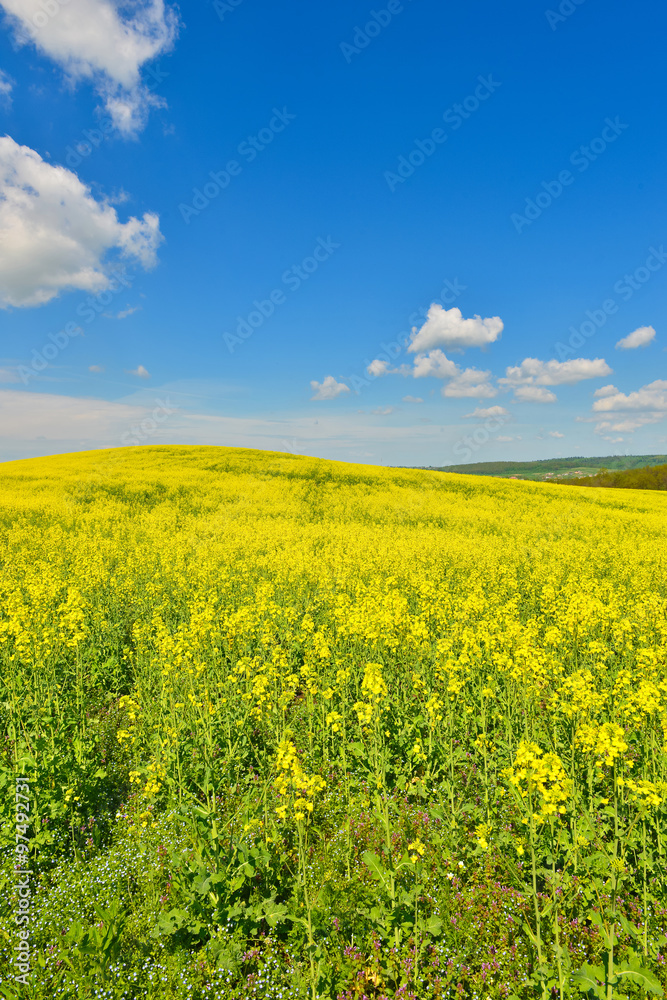 Rape field Rape field