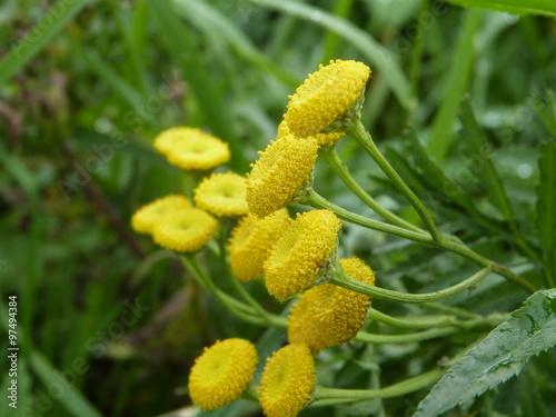 Gouttes de rosée