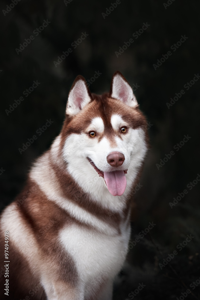 Siberian husky dog outdoors Siberian husky dog outdoors