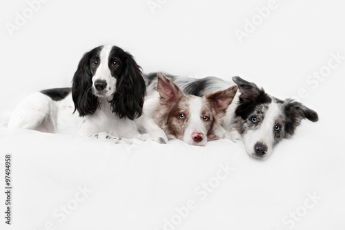 Three border collie dogs in studio