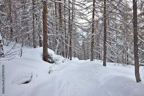 Winter Path with Snow © Gudellaphoto
