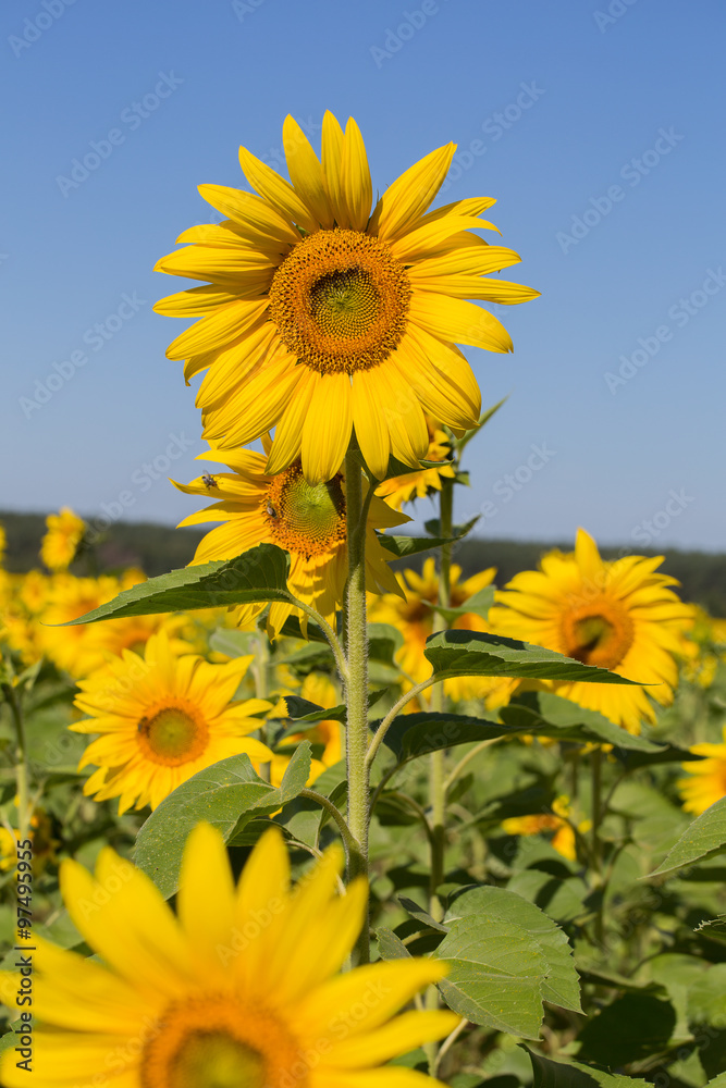 Yellow sunflowers and blue sky, Ukraine