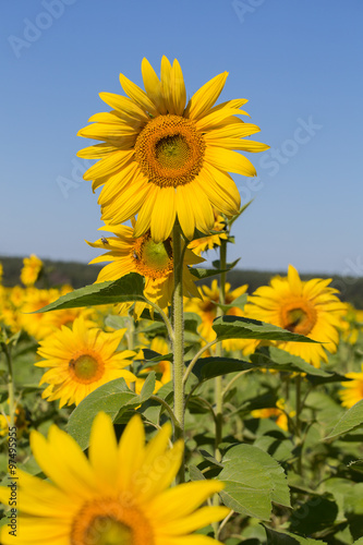 Yellow sunflowers and blue sky  Ukraine