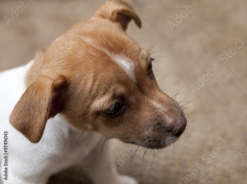 Jack Russell terrier Puppy. 9 weeks old. Tan and White in colour,