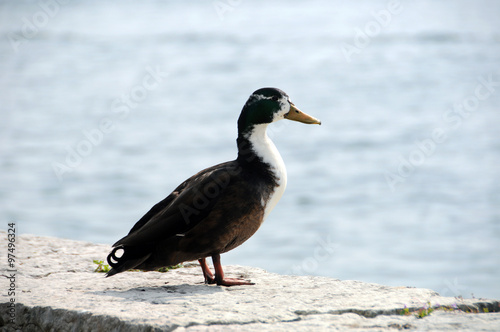 Wildenten im Wasser