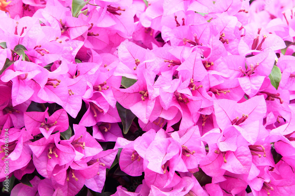 Bougainvillea flower.