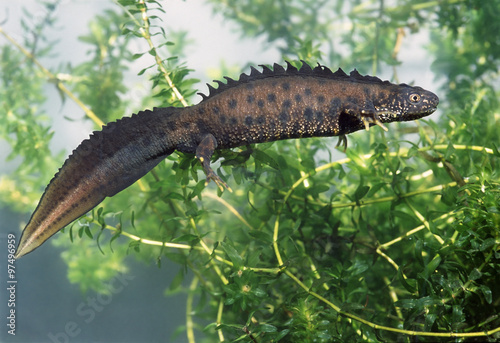 Canvas Print Great Crested Newt