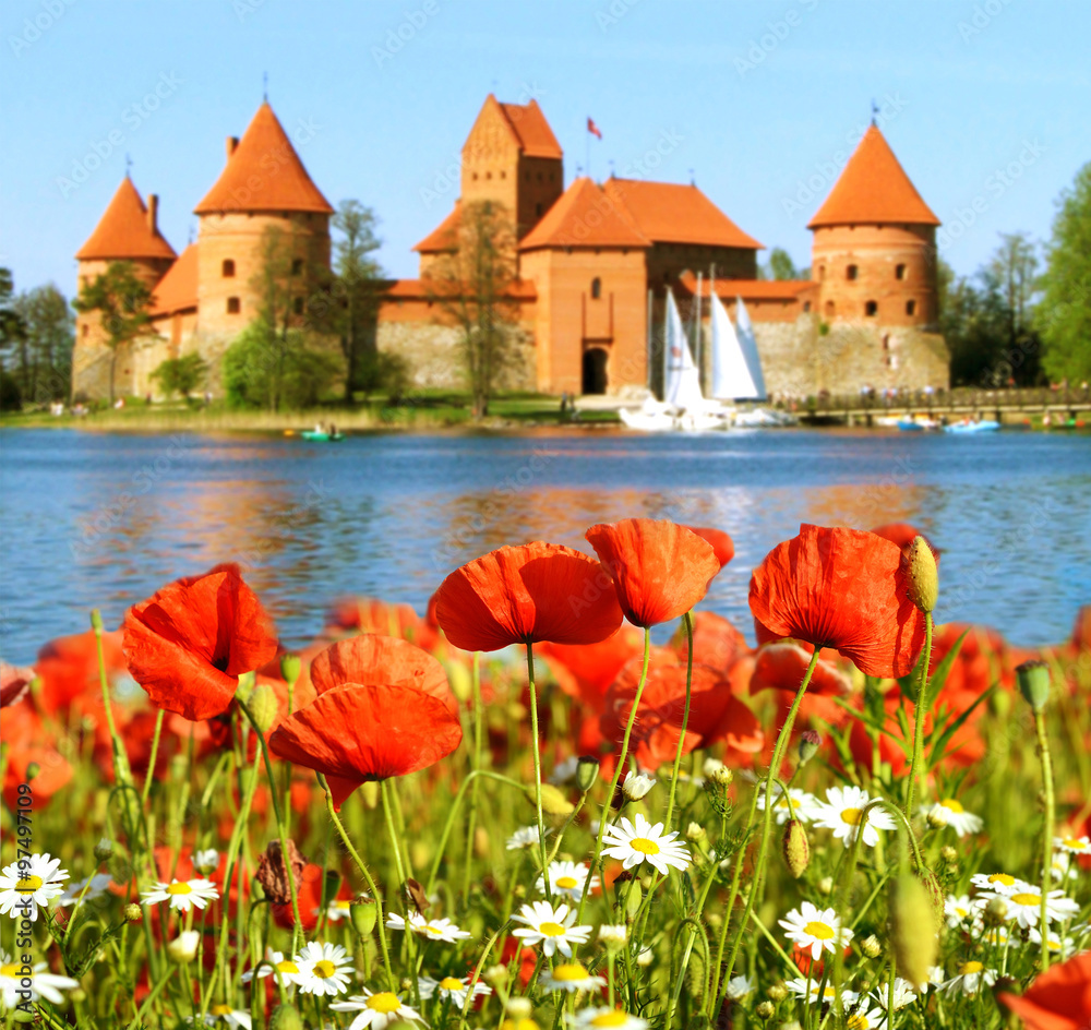 Beautiful landscape with poppies and daisies on a background of