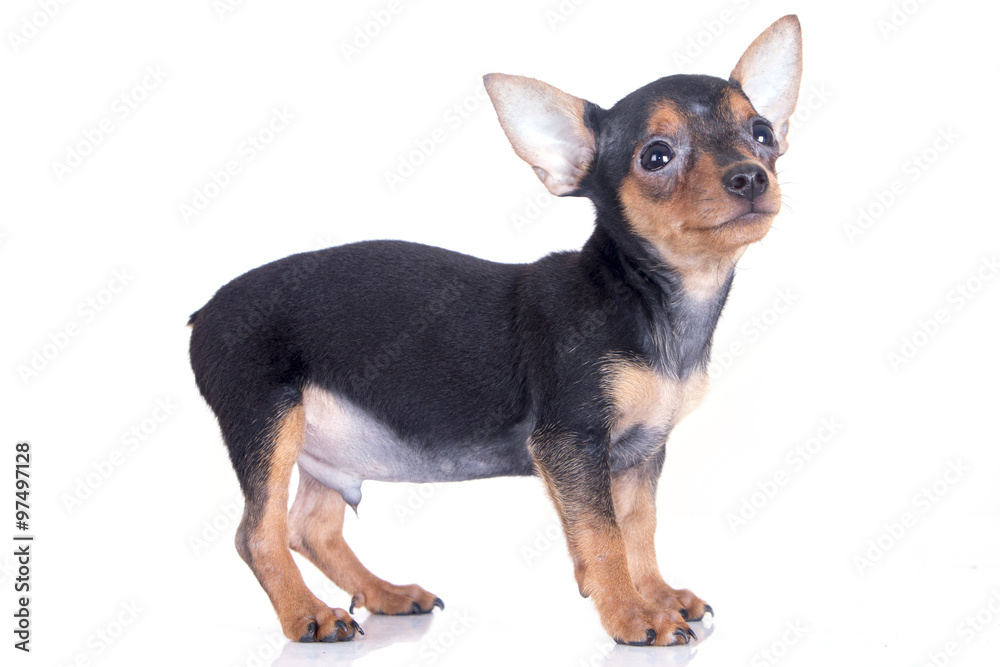 miniature pinscher dog smiling miniature pinscher dog smiling