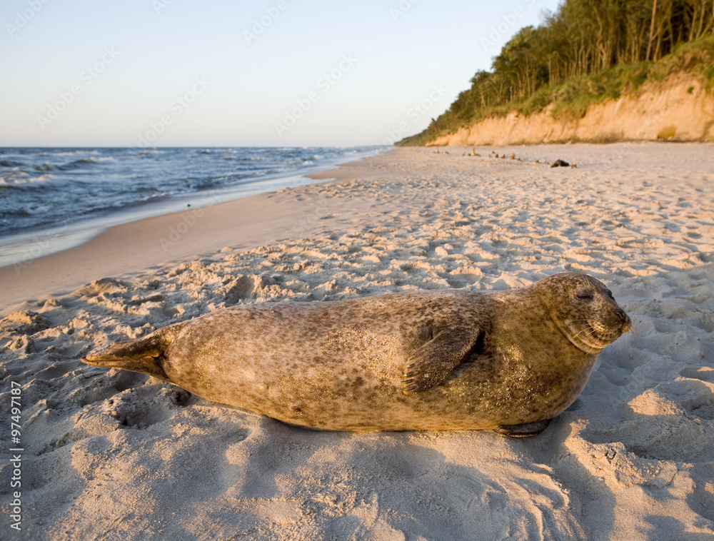 Common seal at the Baltic seashore
