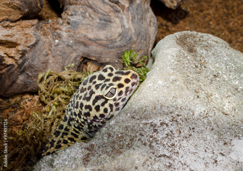 Leopardgecko guckt aus Schlafhöhle