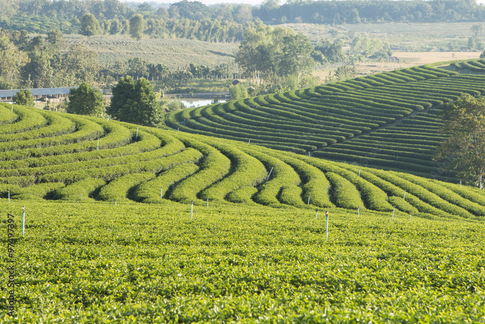 green tea farm