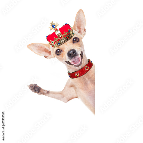 Fototapeta Naklejka Na Ścianę i Meble -  crown king dog