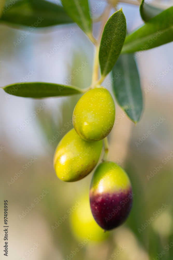 custom made wallpaper toronto digitalolive tree