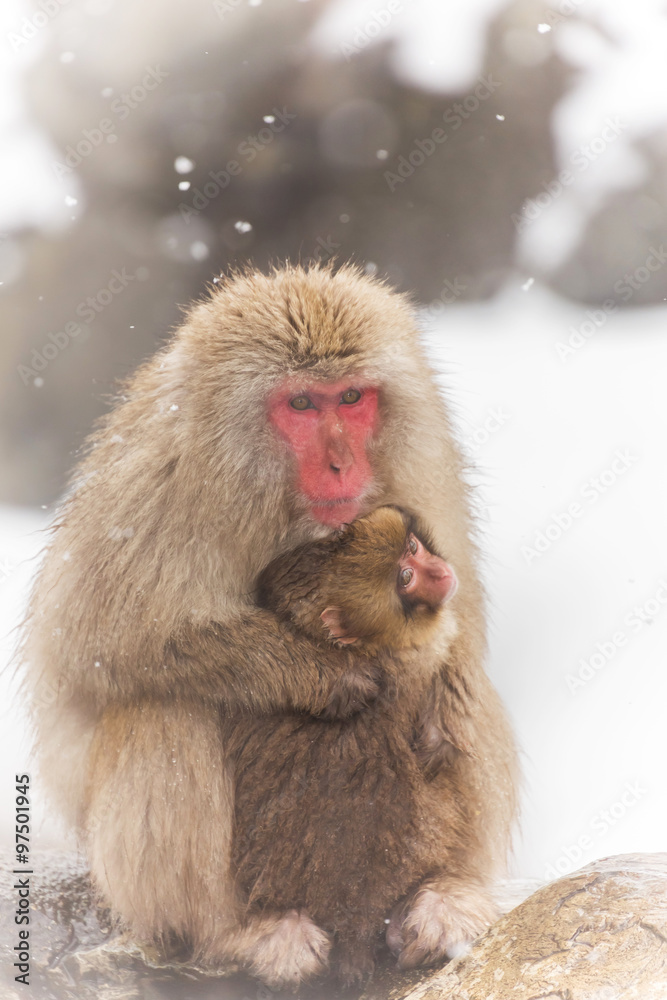 Naklejka premium あかちゃんとママのおさるさん Japanese monkey which hugs a baby