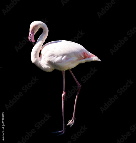 pink flamingo on black background