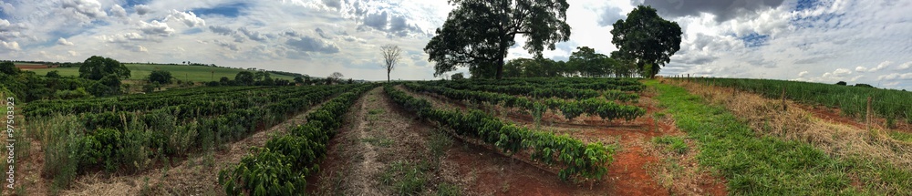 Brazilian Coffee plantation landscape