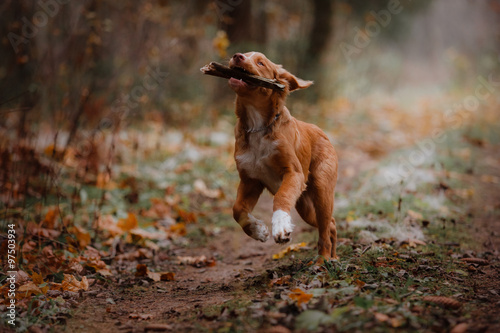 Dog Nova Scotia Duck Tolling Retriever