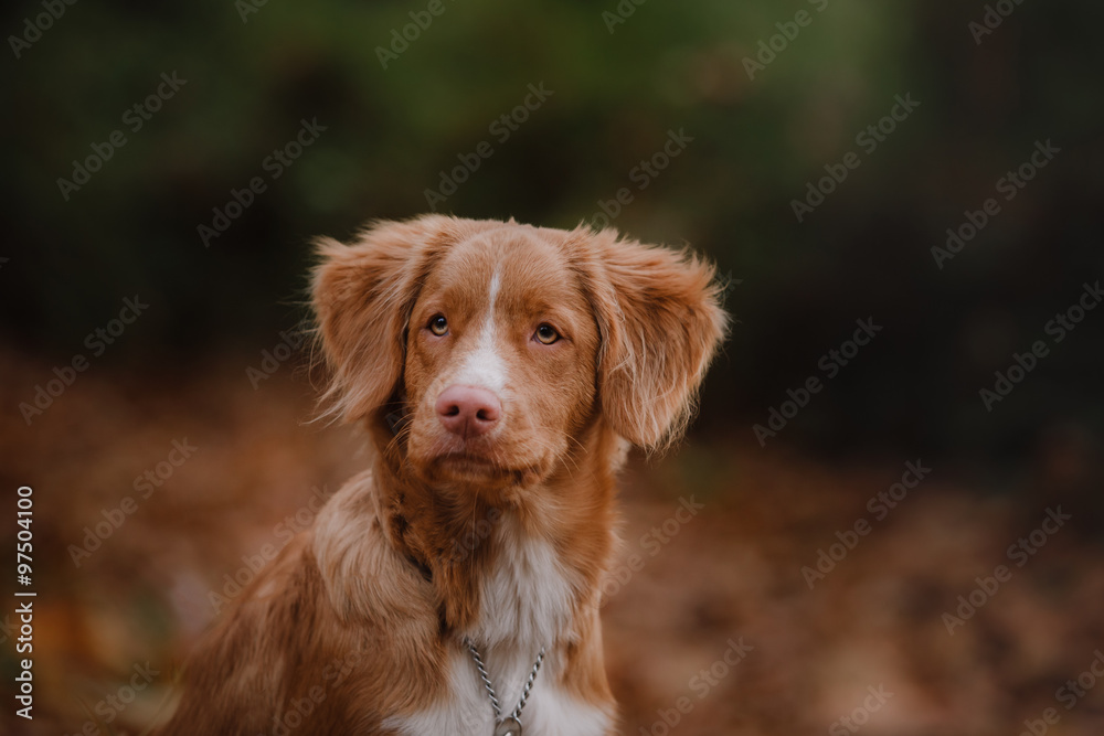 Dog Nova Scotia Duck Tolling Retriever