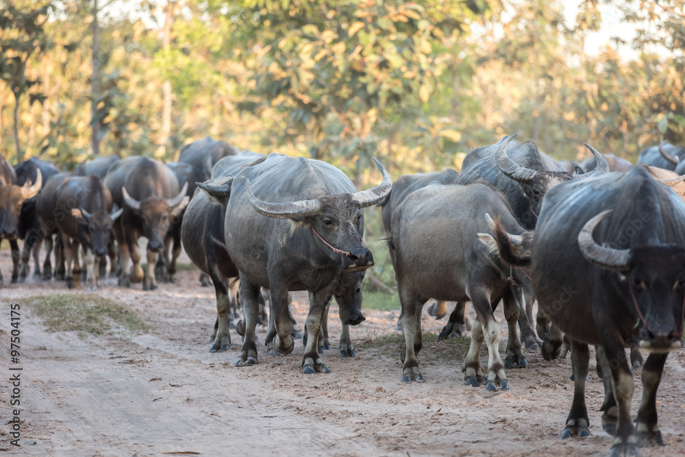 buffalo is going back to the corral buffalo is going back to the corral