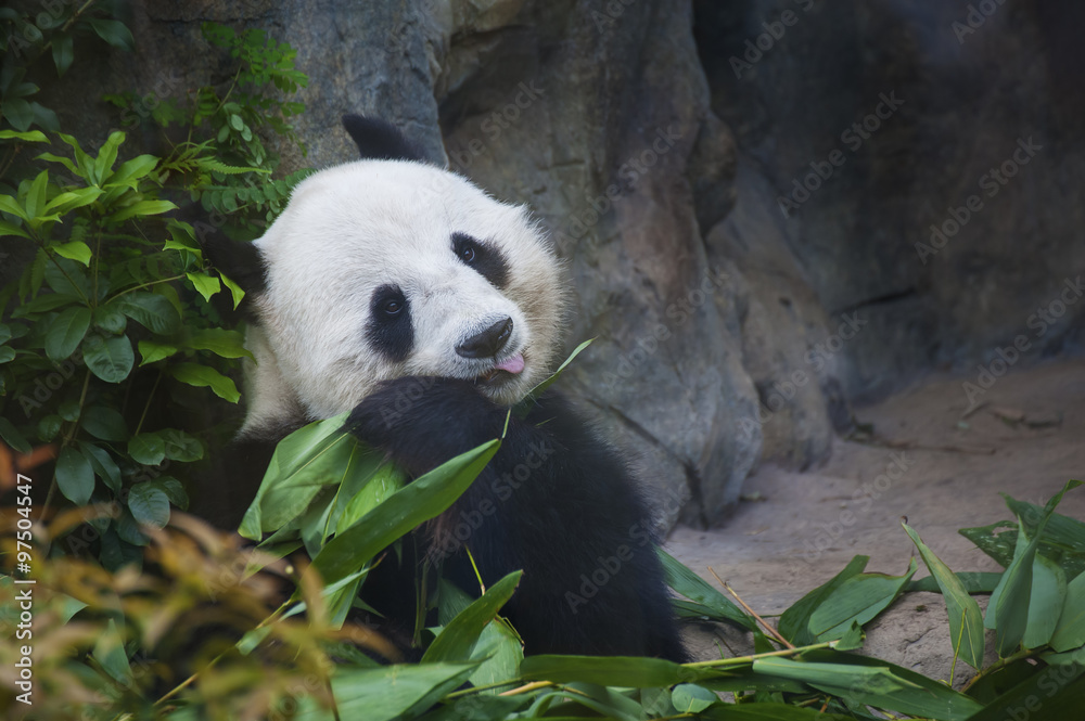 Naklejka premium Giant panda bear eating bamboo leaf
