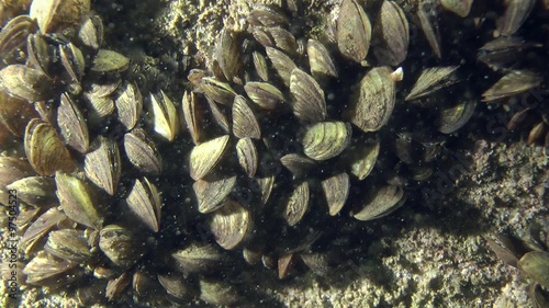 Zebra mussel (Dreissena polymorpha): settlement of clams on the rock, medium shot.

