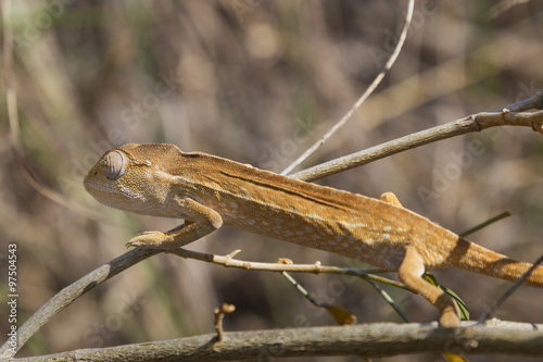 Orange Chameleon close up in Madagascar