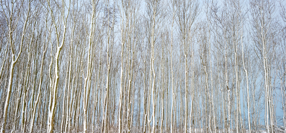 Snowy trees in winter Snowy trees in winter