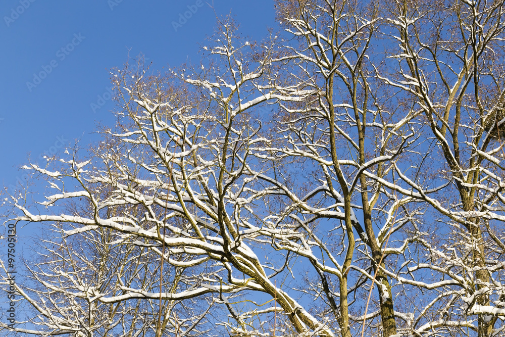 Baum im Winter, tree in winter Baum im Winter, tree in winter