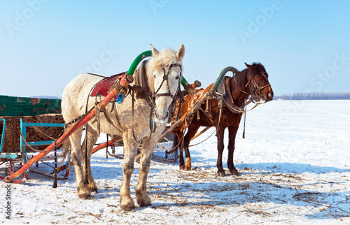 Horses with sledges at the bank of frozen river in wintertime © Alexandr Blinov