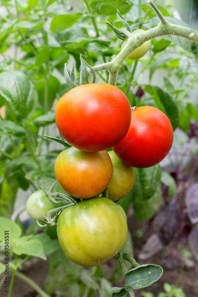 tomato plant / Tomato with green and red fruit