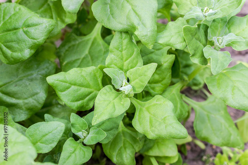 spinach / New Zealand Spinach in a garden