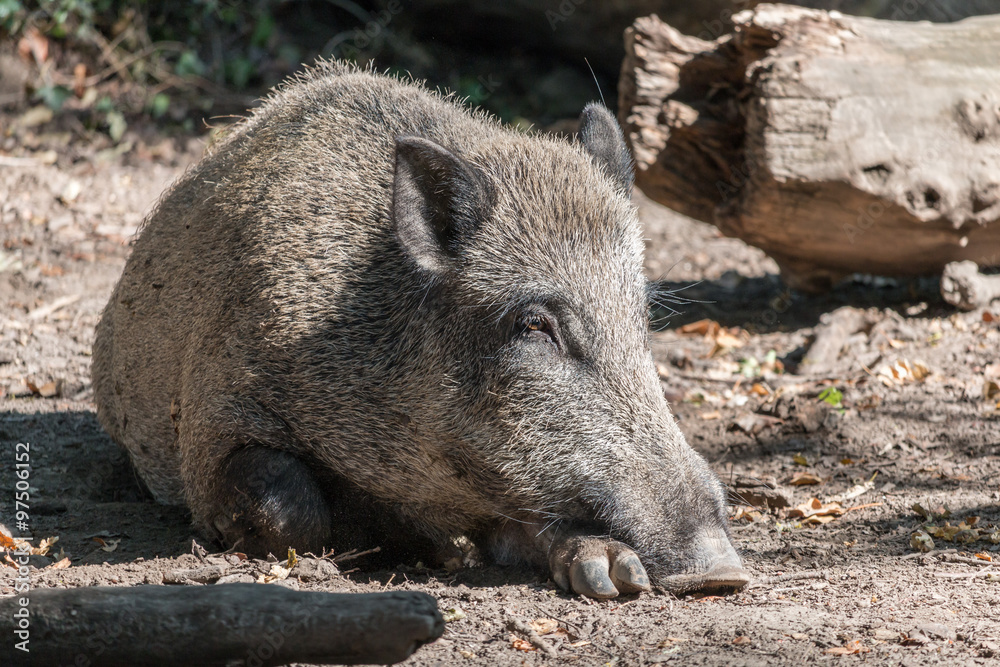 Lazy Wild Boar Lazy Wild Boar