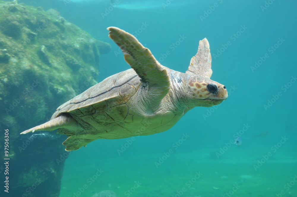Naklejka premium Ile de la Réunion - Tortue
