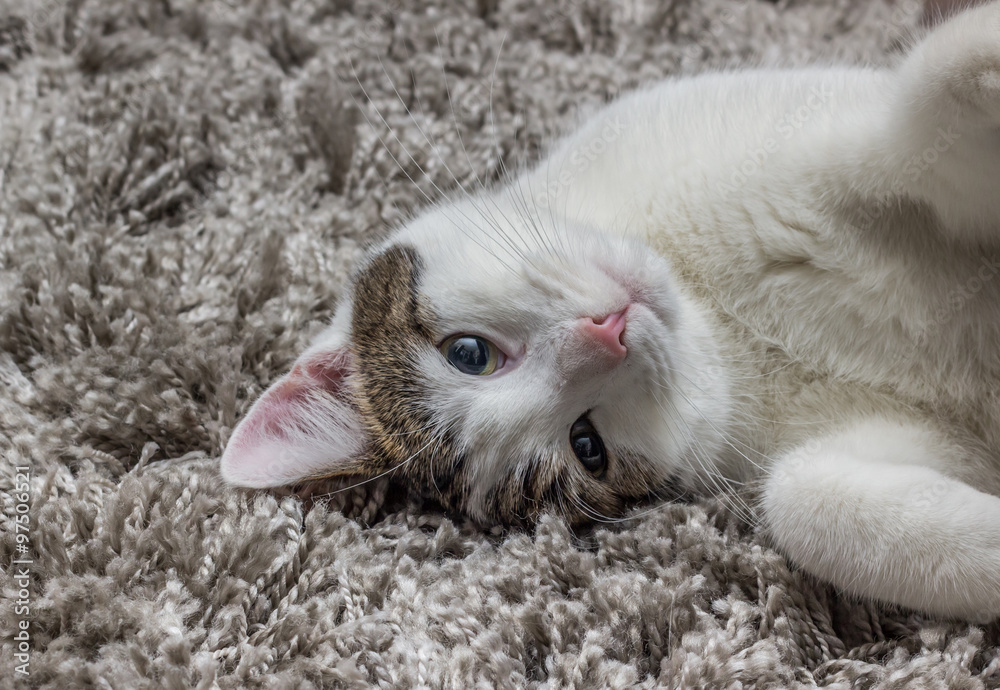 Fototapeta premium White gray cat with big eyes resting on the carpet