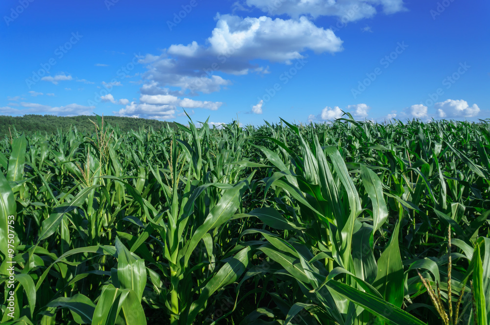 cornfield cornfield