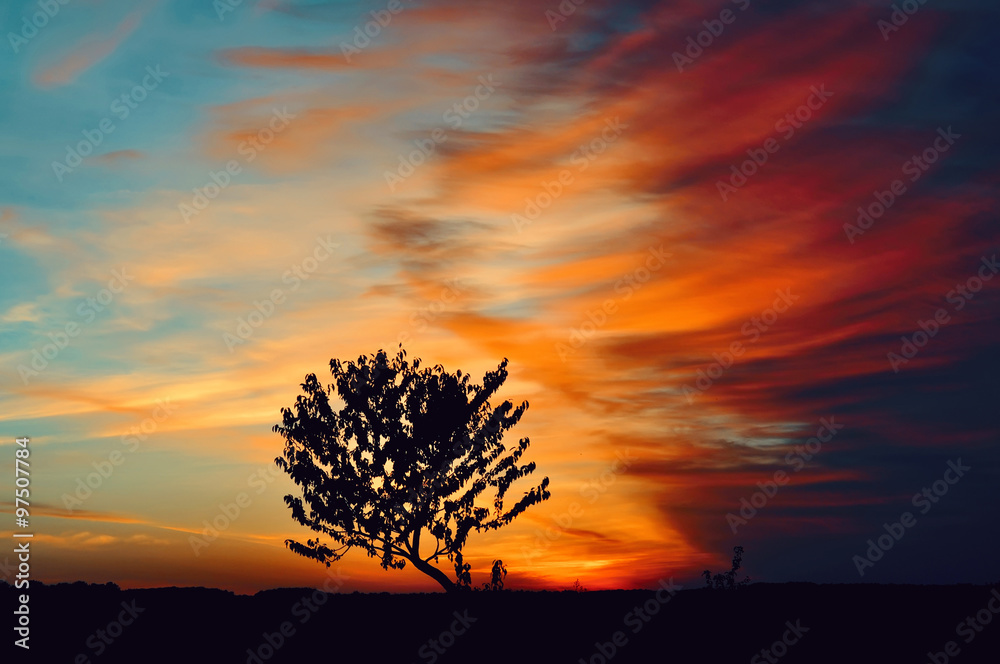 tree on a background of saturated sky at sunrise