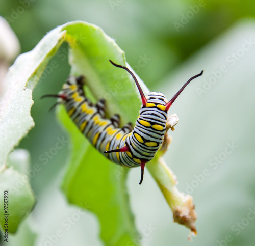 Green cecropia photo