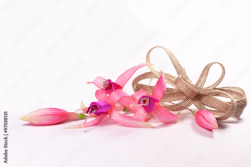 Fuchsia flowers with a bow