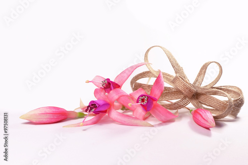 Fuchsia flowers with a bow