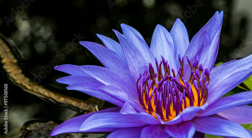 Lotus
