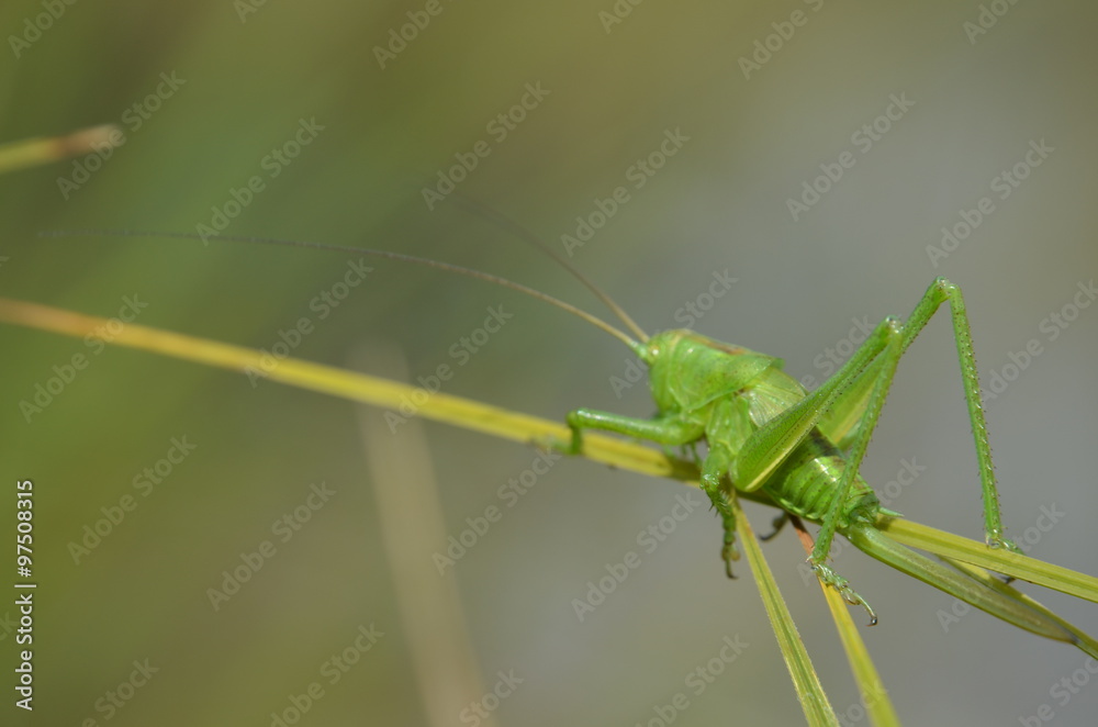 Leptophye ponctuée (Leptophyes punctatissima) Leptophye ponctuée (Leptophyes punctatissima)