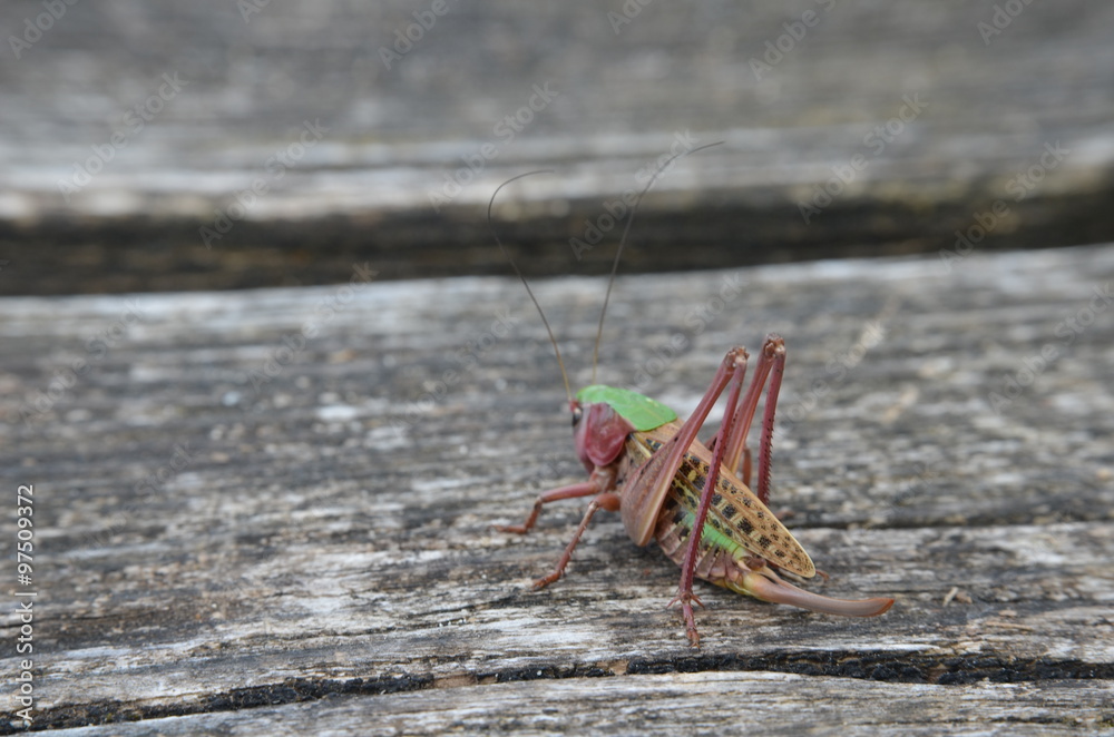 Fototapeta premium Dectique verrucivore (Decticus verrucivorus)