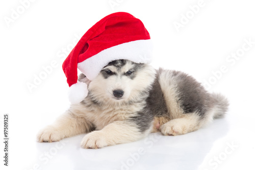 Siberian husky puppy in Santa Claus xmas red hat on white backgr