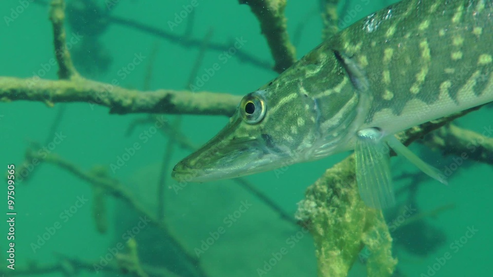 Northern pike (Esox lucius) slowly swim on a background of the flooded tree, close-up.
Northern pike (Esox lucius) slowly swim on a background of the flooded tree, close-up.