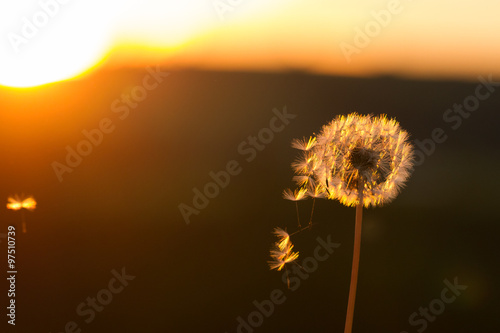 Pusteblume im Gegenlicht