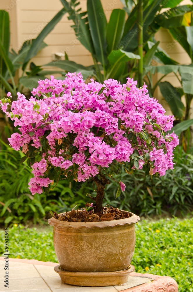 A pink Bougainvillea