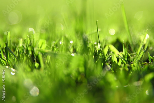 green grass background with sunlight