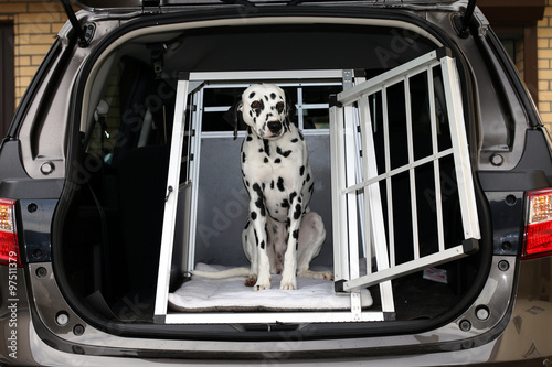 Dalmatiner in Hundebox im Kofferraum photo